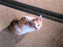 工事の現場監督をする子猫