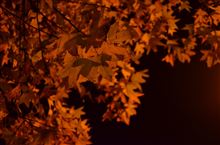牧園紅葉