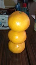 冬は