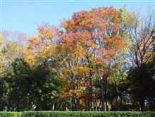 今日のお昼と紅葉は・・・まだ続く