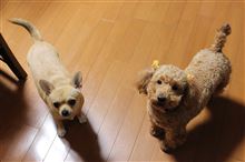 犬、襲来