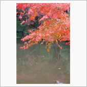 紅葉　その１　昼間編