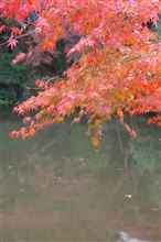 紅葉　その１　昼間編