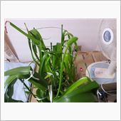 謎の球根に蕾が