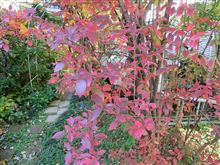 ブルーベリーの紅葉