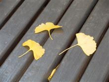 いい夫婦　な日なので紅葉狩りに・・