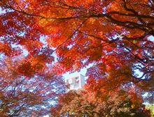 今週最後の、紅葉とお昼のパン。