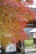 紅葉リベンジ 紅葉リベンジ