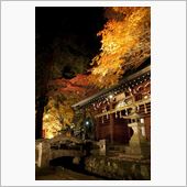 そろそろ紅葉も終わりかな・・・