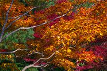 2013年秋 昭和記念公園 2013年秋 昭和記念公園