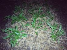 水菜、定植しました