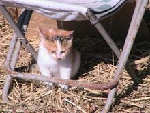 カリカリも食べられる様になったニャ