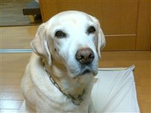 犬の事ですが、今回は反省させられました。