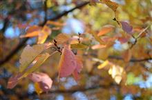 深秋の砧（きぬた）公園を訪ねて ～ 東京都・世田谷区 ～ 