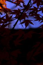 秋の紅葉