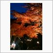 紅葉♪(&#176;∀&#176;)