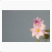 アンドロメダ大星雲と花