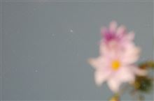 アンドロメダ大星雲と花