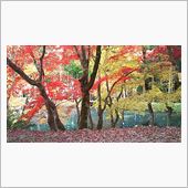 近場に綺麗な紅葉の場所が！