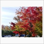 紅葉見物2013年
