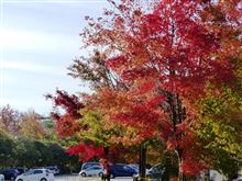 紅葉見物2013年