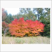 奈良でも紅葉に！