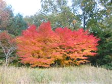 奈良でも紅葉に！
