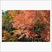 紅葉狩り