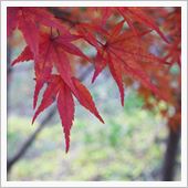 2013 秋色 4th  ～ ...