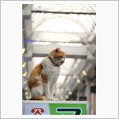 秋ねこ