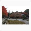 糸島にある雷山千如寺の大カエデは