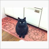 大人の紅葉ﾂｰﾘﾝｸﾞに行っ ...