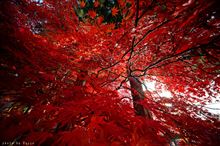 紅葉の魅せる世界　2013