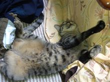 瀬戸際？目を逸らす為？