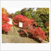 紅葉サイクリング