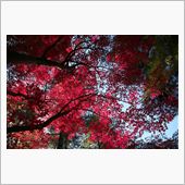 2013年秋　錦繍の平林寺　 ...