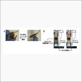 カーボンナノチューブで排熱発電