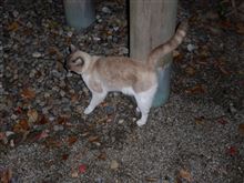 にねこ