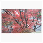 紅葉真っ盛り！