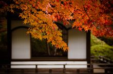 紅葉は見頃だったけど（和歌山城）