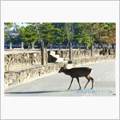 宮島は、まさに『燃える秋』で ...