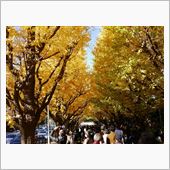 黄色一色ってのもなかなか素敵 ...