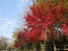 多摩湖の紅葉