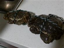 上海蟹