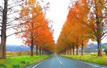 紅葉メタセコイア並木へ