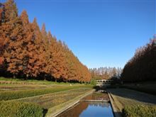 相模原麻溝公園のメタセコイア並木