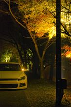 紅葉を撮りに行ったついでにシロッコも紅葉とコラボ