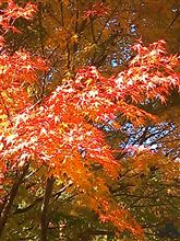 11月を振り返り…