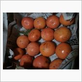 今年も柿を南三陸町の方に送り ...