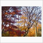 今週も始まりました、紅葉とパ ...